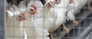 Skyddsområden hävs efter fågelinfluensautbrott