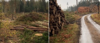Naturskyddsföreningen kämpar mot tätortsnära avverkning: "Skogen är en viktig plats"
