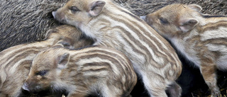 Sörmland högriskområde för svinpest: "En kastad korvmacka i naturen kan räcka"