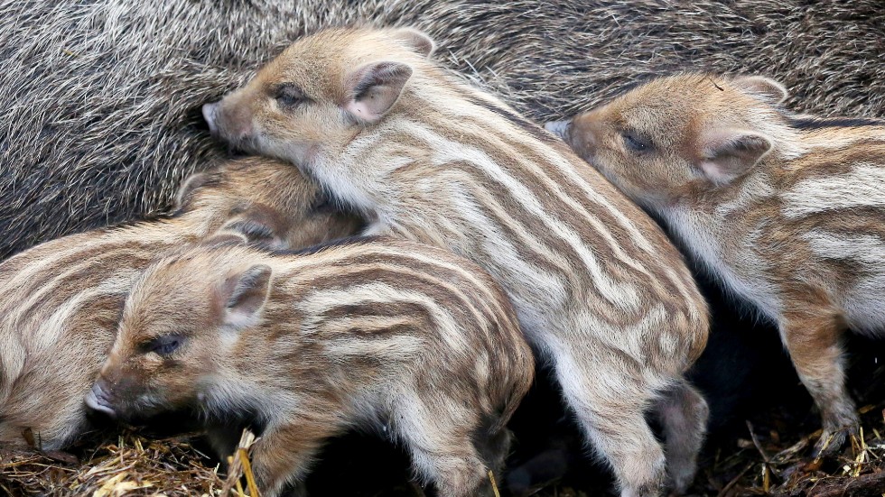 Insändarskribenten efterlyser mer och bättre information om afrikansk svinpest som drabbat vildsvin. (Arkivbild)