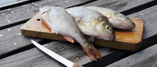 Stockholmare avråds från fisk i utpekade sjöar
