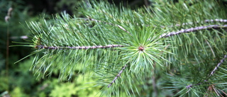 Det mesta av tallskogen i Hammarparken försvinner