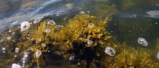 Utflyktstipset: Hjälp forskarna undersöka alger