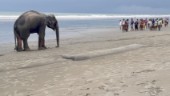 Elefanter i sjönöd undsatta i Bangladesh