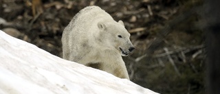 Isbjörn attackerade svensk naturfilmare