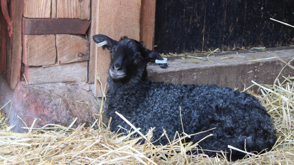 Ett lamm sover gott i halmen.