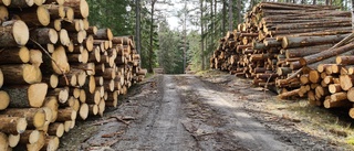 Miljöpartiet vill ha tydligare svar om avverkning i Lötbodalskogen: "Är i sig ett problem"