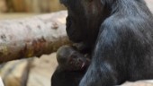 Gorilla Kolmårdens senaste tillskott – se filmen här