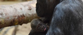 Gorilla Kolmårdens senaste tillskott – se filmen här