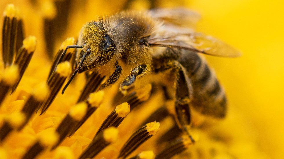 Vi riskerar att förlora nyttor från naturen som pollinering och luft- och vattenrening, skriver bland andra forskaren Eskil Mattsson, verksam vid IVL Svenska Miljöinstitutet.