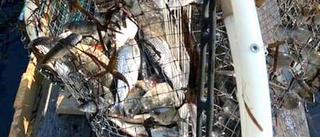 Här fångas lekvandrande fisk i olagliga dödsfällan • "De hade inte en chans"