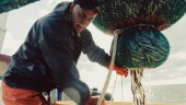 Surströmmingskaos hotar även i år: "Fisket kan dö ut"