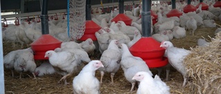 Livsmedelsverket varnar för kycklingsmitta