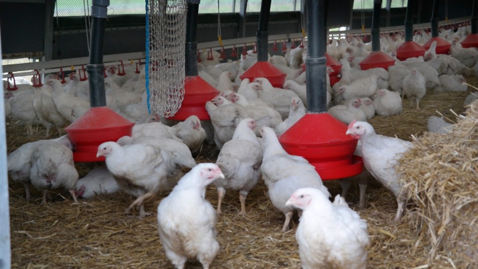Fler kycklingar smittas med campylobacter under sommaren och sensommaren. Arkivbild.