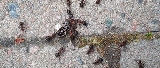 Läsarbilden: Flitiga myror hjälps åt att bära