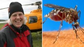 I Norrbotten surras det om att det är ett riktigt myggår i år • Håll ut, snart ger de upp
