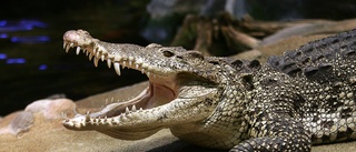 Tropicariums krokodil –svar på mänskliga hörselproblem?