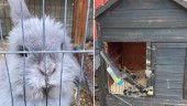 Kaninen Ask, 3, stals från 4H-gård – buren förstörd: ''Kommer inte ha mina kaniner ute längre''