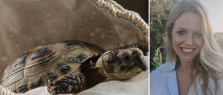 Sköldpaddan Turbo försvann i Hemse – nu ber familjen om tips • ”Hört om sköldpaddor som kommit tillbaka efter flera år”