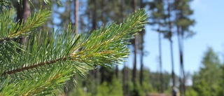 Hög tid att klimatanpassa Norrbottens skogar