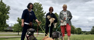 Flydde med fem hundar – tacksamma för lokalbornas hjälp: "Här i Sverige älskar man hundar på en annan nivå"