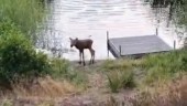 Läsaren stötte på ensam älgkalv vid Hästhagssjön – vakade över kalven i väntan på älgkon