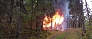 Ingen fara för brand i skogen