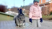 Sökes: Pelle kanin från Mariefred – och "Kolas" ägare i Strängnäs