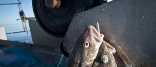 MP: Rädda Östersjön och det framtida fisket
