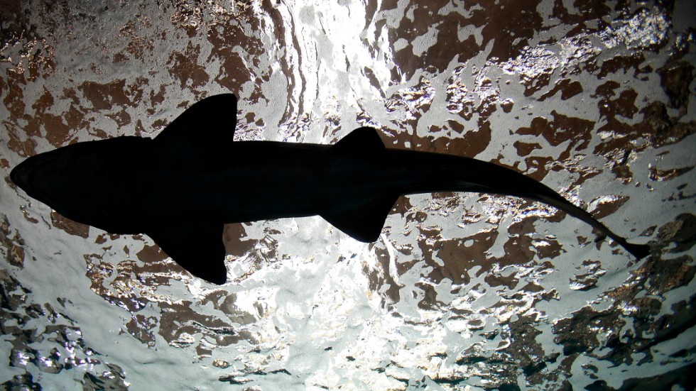 En haj i ett marinakvarium i Grekland. Arkivbild