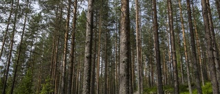 Tondövt att avfärda hyggesfritt skogsbruk