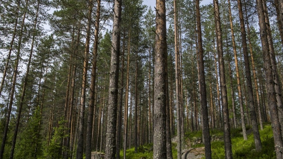 En stor del av skogsbruket är certifierat, men att döma av Skogsstyrelsens utvärdering räcker inte det för att bevara den biologiska mångfalden, menar insändarskribenten.
