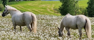 Glada hästar på sommarlov: ”20 av våra totalt 25 hästar är med ut på betet”