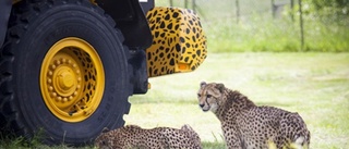 Volvo och Parken Zoo fortsätter samarbete