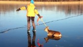 Räddade Bambi på hal is