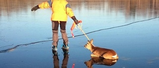 Räddade Bambi på hal is