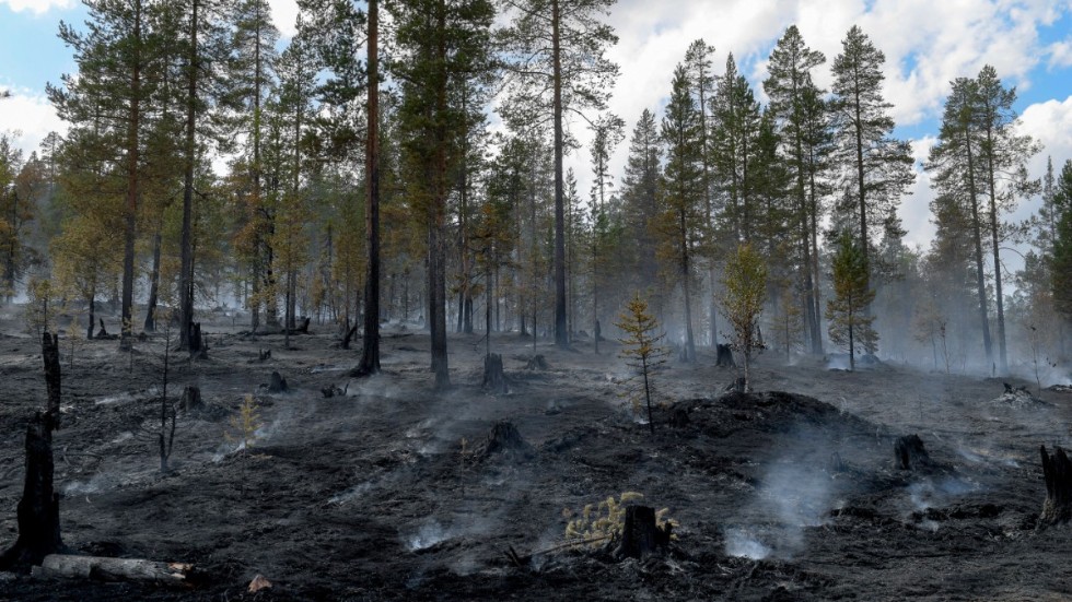 Den nya satellittekniken gör det möjligt att upptäcka skogsbränder i ett tidigare skede. Arkivbild.