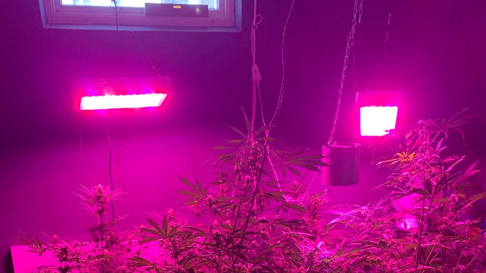 I källaren fann polisen en fullskalig cannabisodling. Drygt 500 gram cannabis beslagtogs. Mannen menar att bara blomställningarna borde vägts, men rätten håller fast vid den mängd som anges i förundersökningen. 