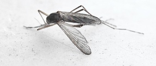 Myggen vantrivs i Uppland