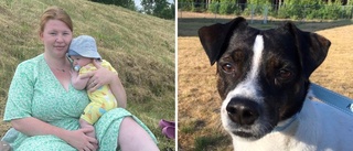 Hunden förgiftades i sjön: "Helt säker på att han skulle dö"