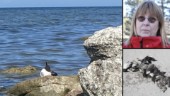 Oron: Fågelinfluensa har nått Gotland igen – ”Det är hemskt”