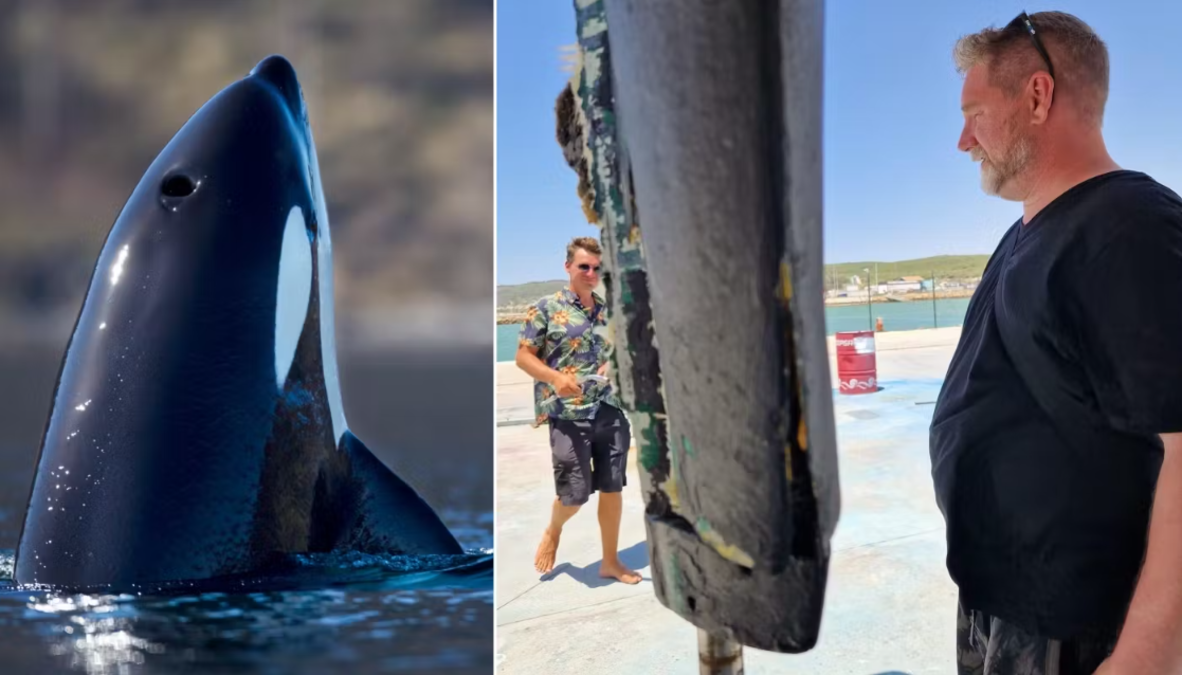 Umeåbo hamnade mitt i Späckhuggardrama