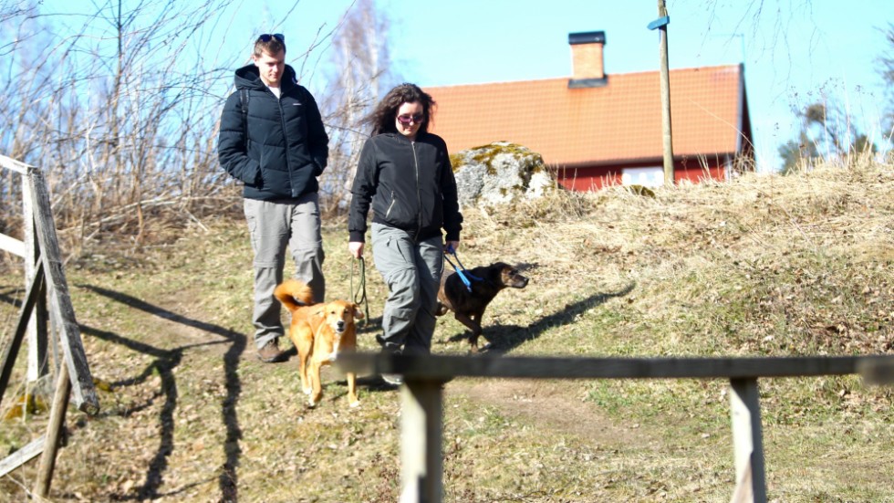 Josh Brown, Simona Dulcis och hundarna Sven och Henna vandrar Bjänleden utanför Stjärnorp. En pärla där du verkligen kommer bort från stadspulsen i centrala Linköping.