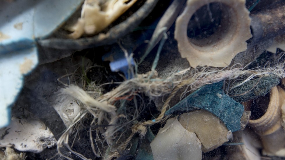 Ryggradslösa djur har skapat sig ett liv på plastskräp långt ute i Stilla havet. Arkivbild.