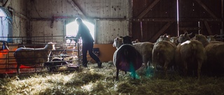 Djurhållare får föreläggande – flera lamm var under normalt hull vid inspektion