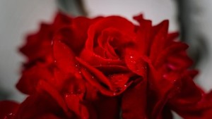 Dagens ros – så gör du när du bokar