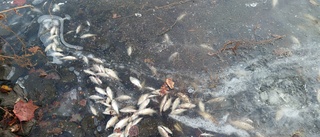 Döda fiskar i reningsanläggning förbryllar kommunen: "Ligger fisk överallt under isen"