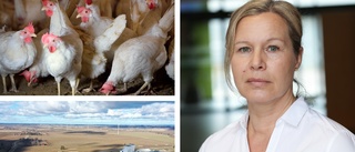 Nytt utbrott av fågelinfluensan – höjd beredskap i Östergötland: "Finns en väldigt stor oro för upprepning"