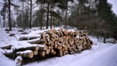 Skydda svensk skog från EU-byråkrater