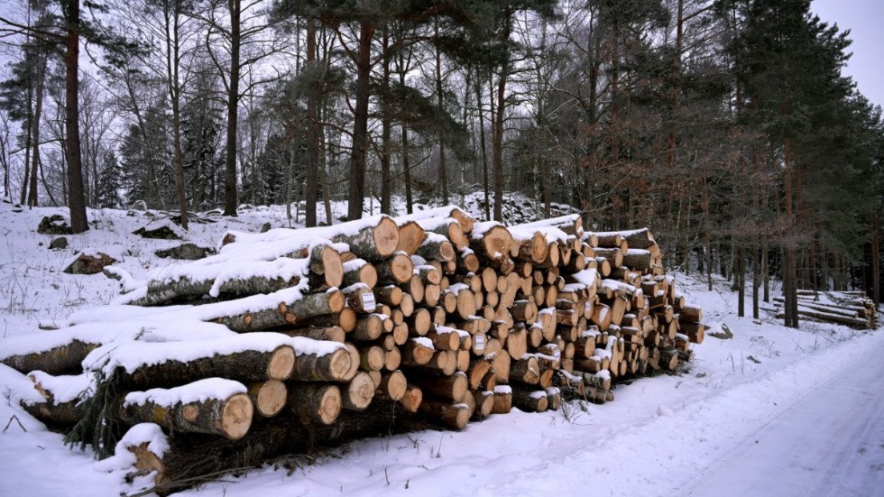 Insändarskribenten har en del förslag till åtgärder inom skogsbruket.